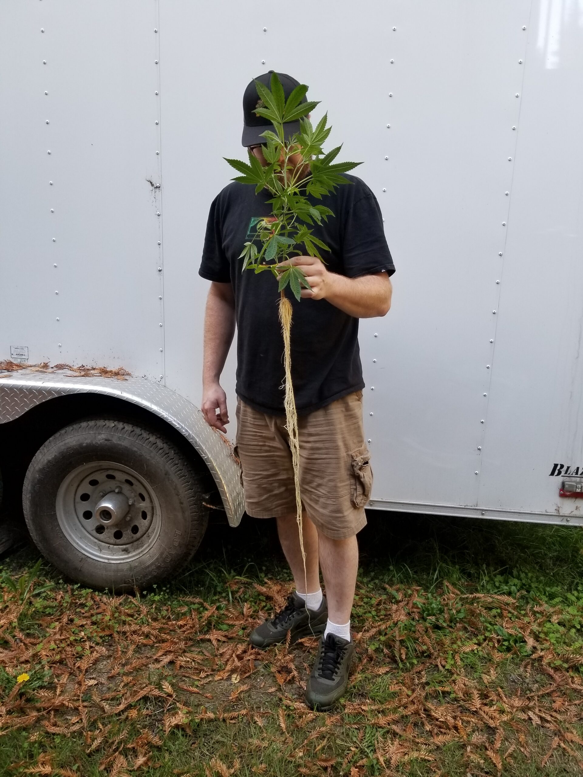 Rooted clone detail
