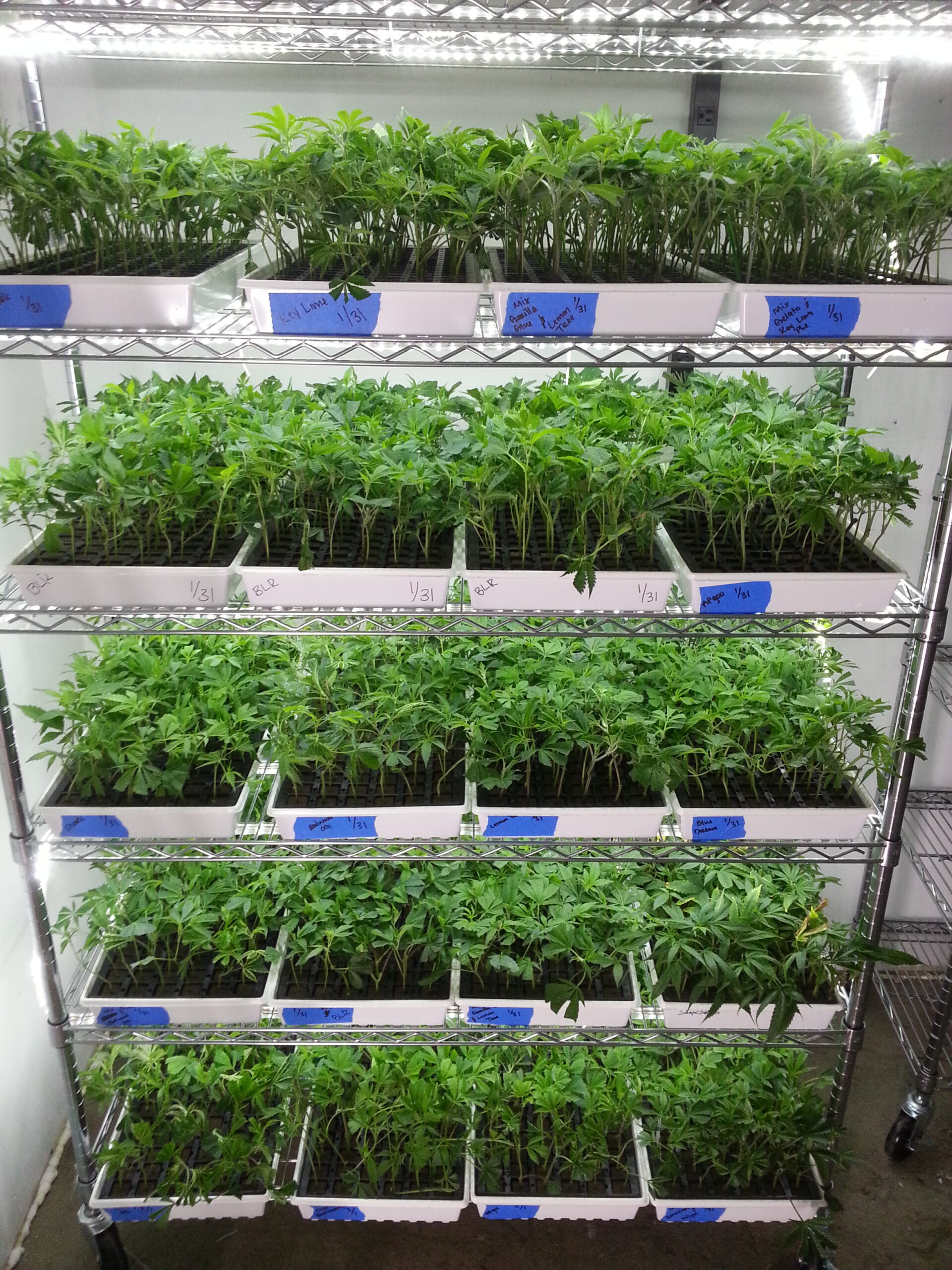 Clone rack