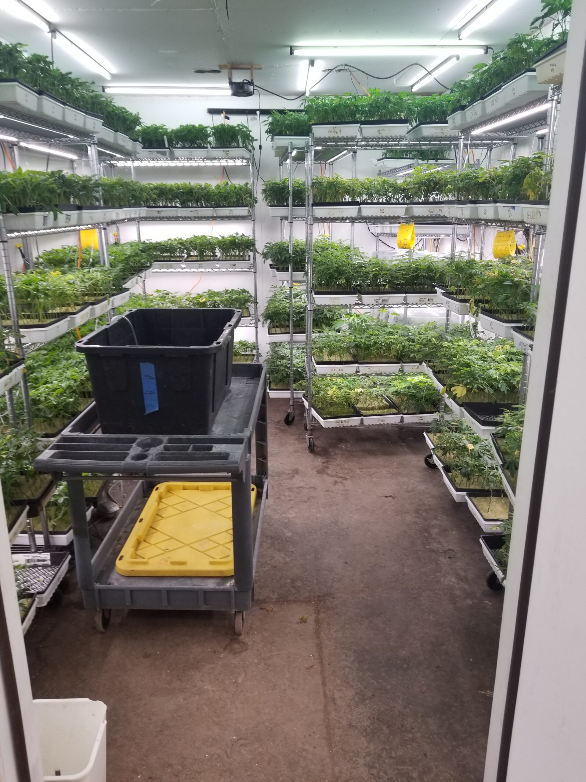 Clone room