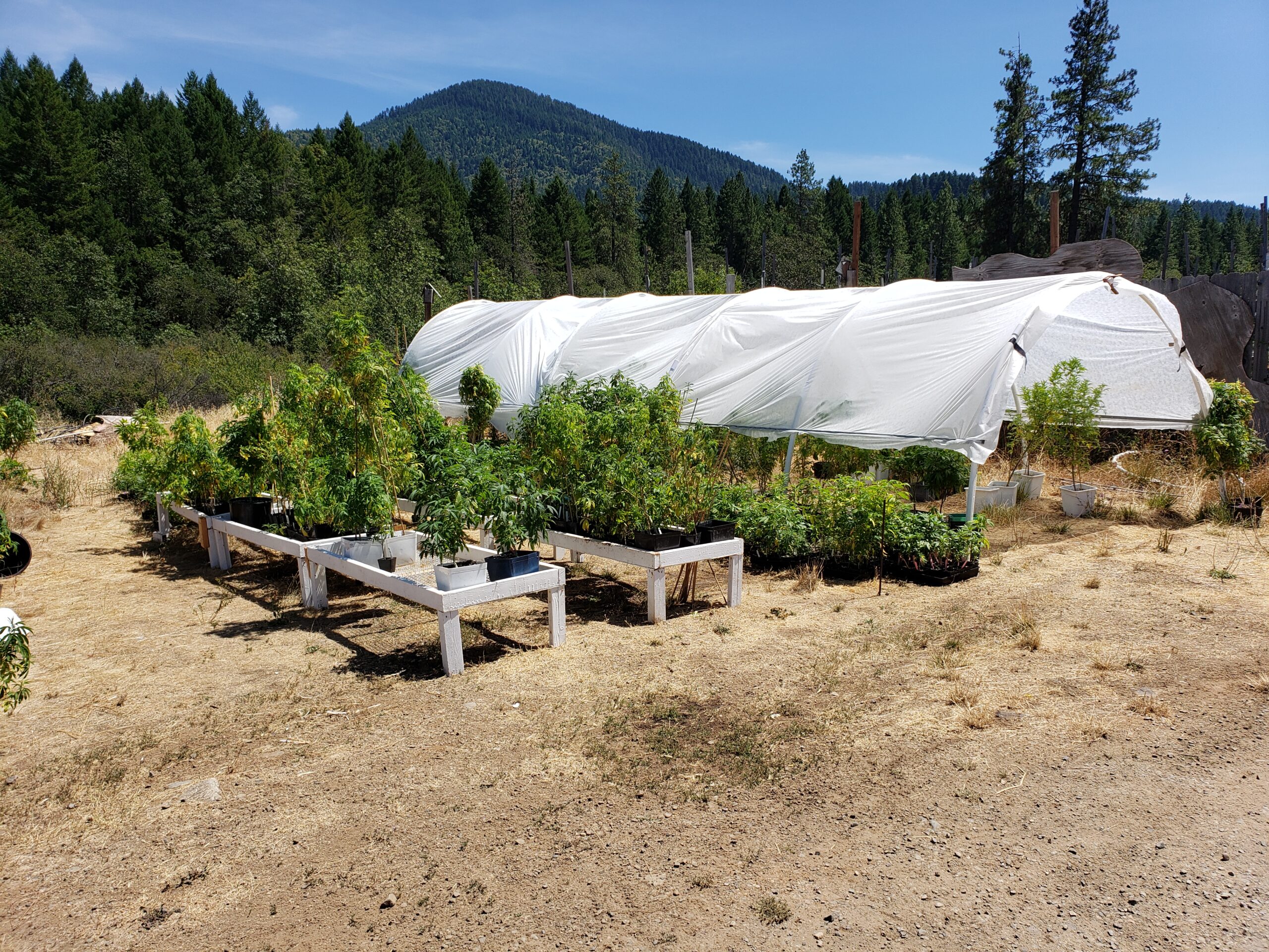 Planting day