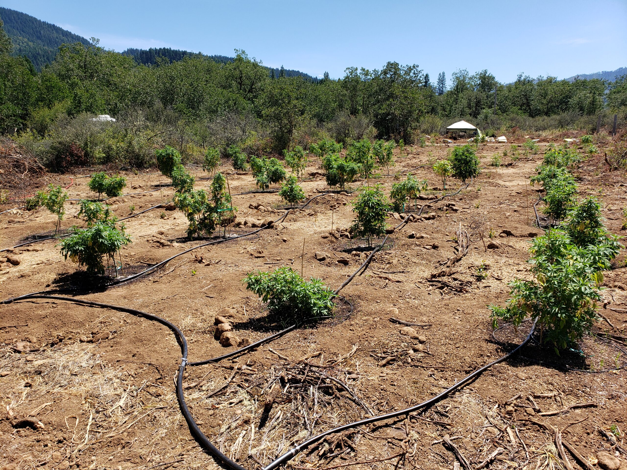 Amended native soils — fertigation