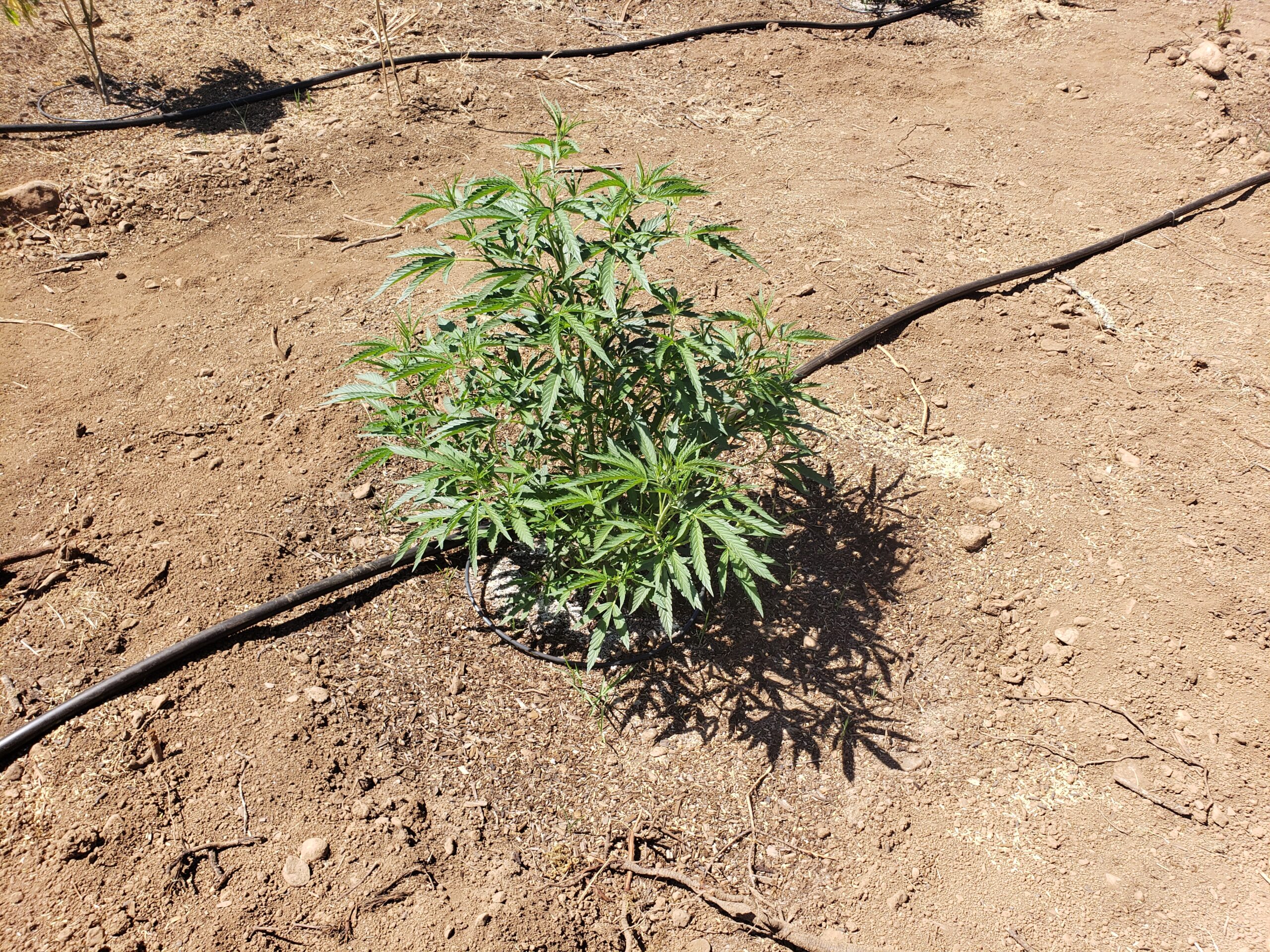 Row crop field plant