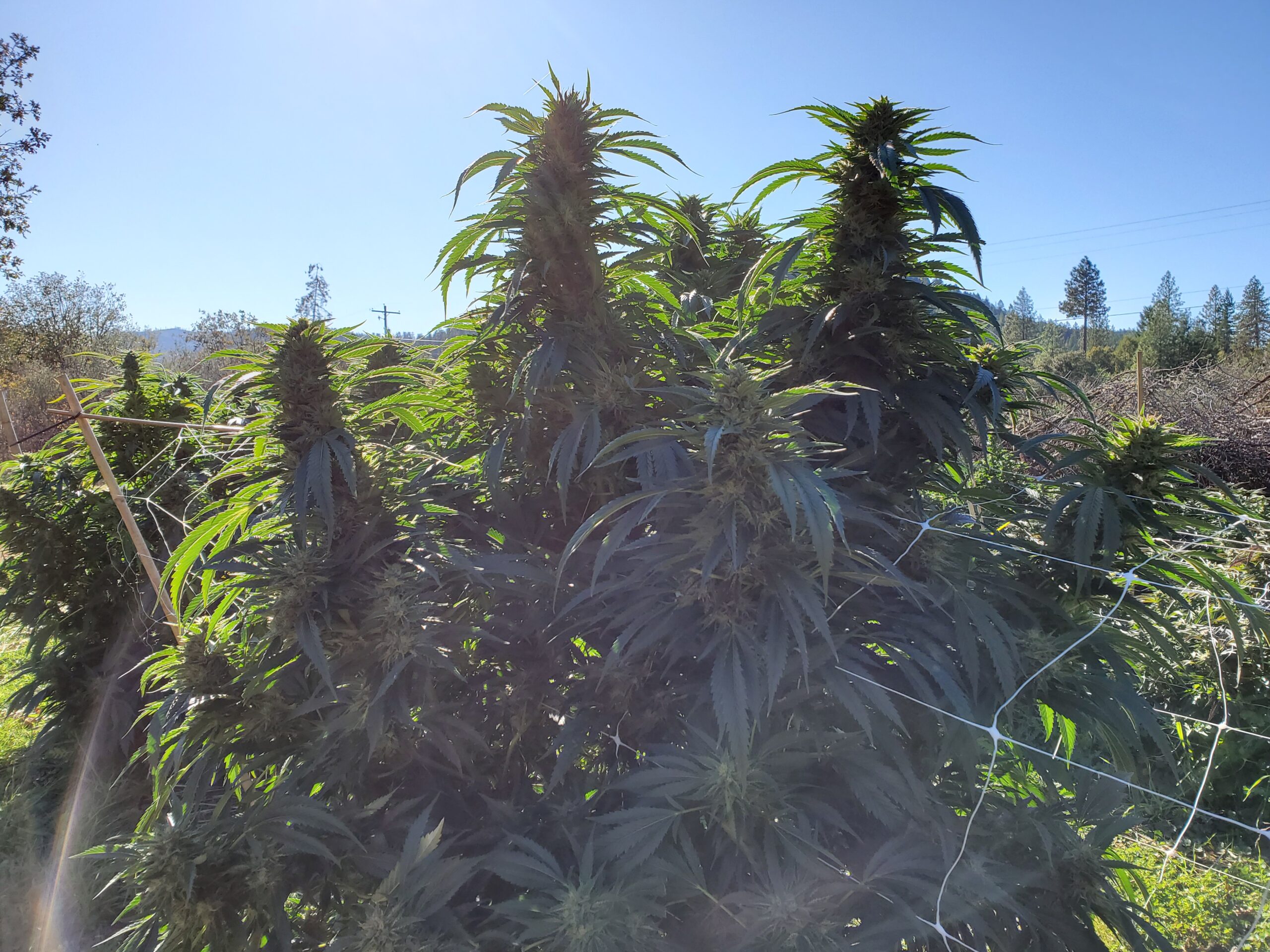 SFV OG