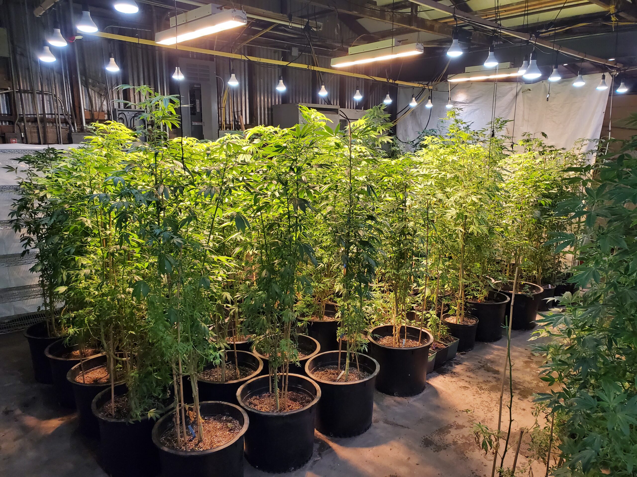 Mother plants