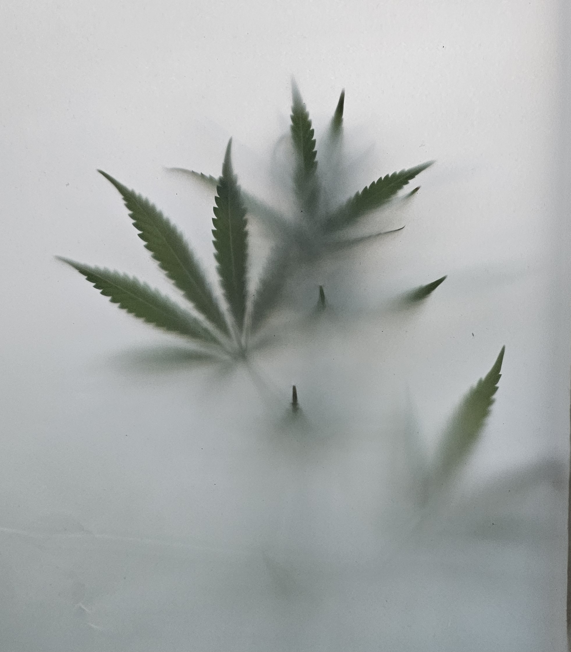 Ohio foggy leaf