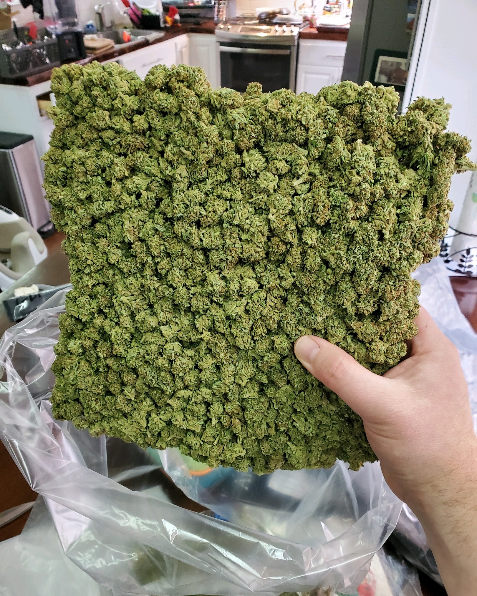 MAC1 pound