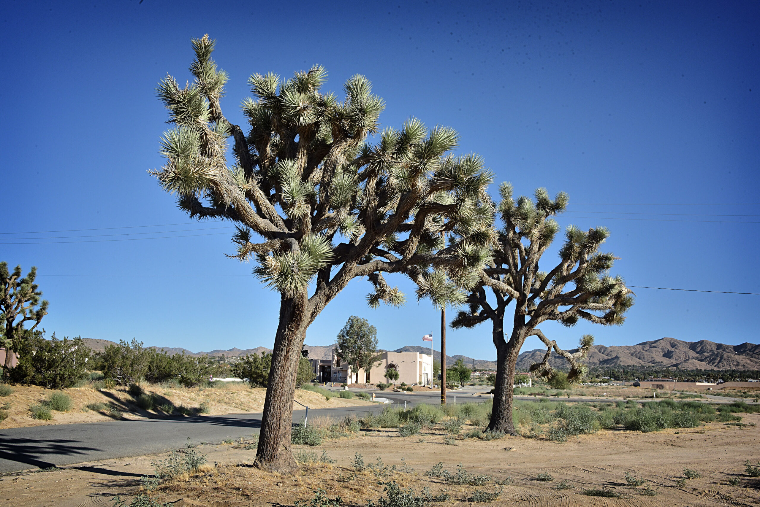 Joshua Trees — Yucca Valley CA