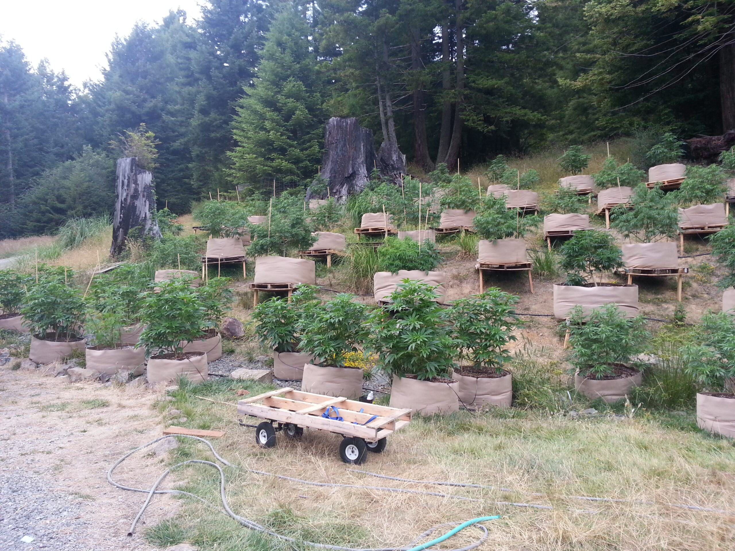 McKinleyville
